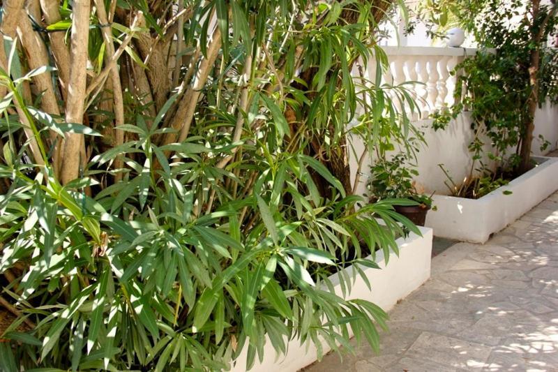Apartments Jasmin Trogir Dış mekan fotoğraf